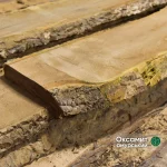 Крупный план коры и текстуры необрезной доски из бархата амурского.