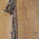 Detailed view of bark and moss on the edge of an unedged alder board.