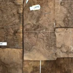 Top view of American walnut burl veneer sheet with marking label