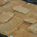 Laid out sheets of American maple burl veneer for selection
